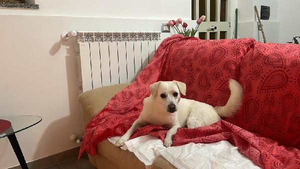 LEO 💤 DAL DIVANO AL BOX 💔 Foto 4